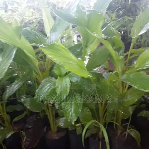 தேக்கு கன்றுகள்