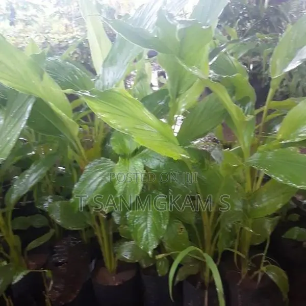தேக்கு கன்றுகள்