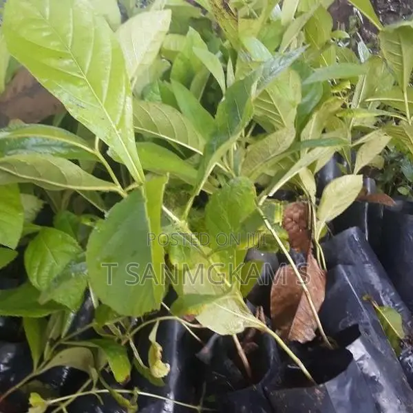தேக்கு கன்றுகள்