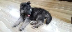 German Shepherd Puppy