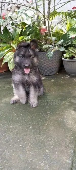 German Shepherd Puppy