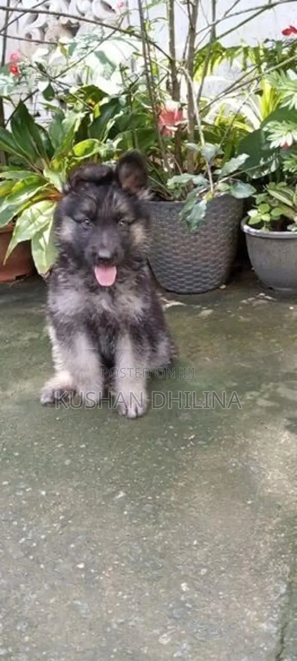 German Shepherd Puppy