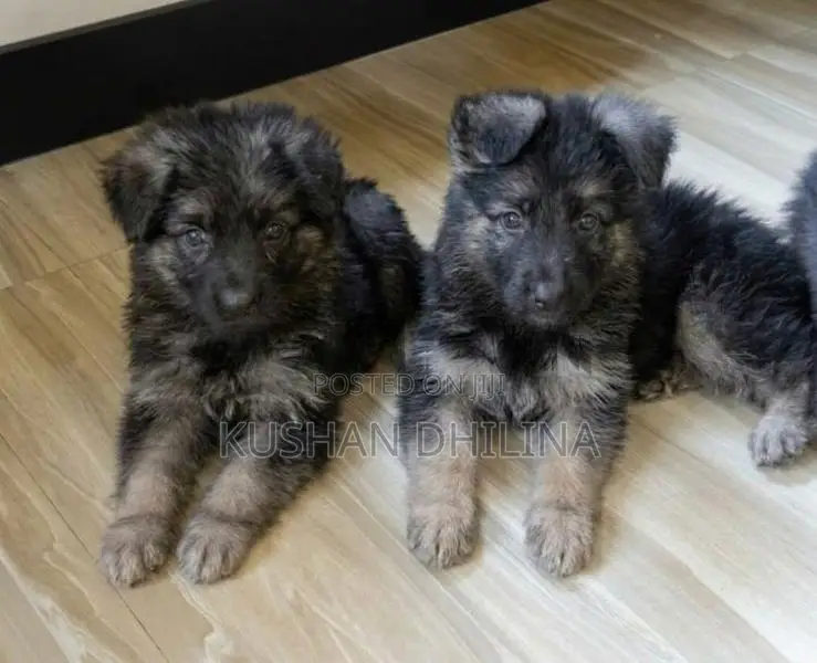 German Shepherd Puppy