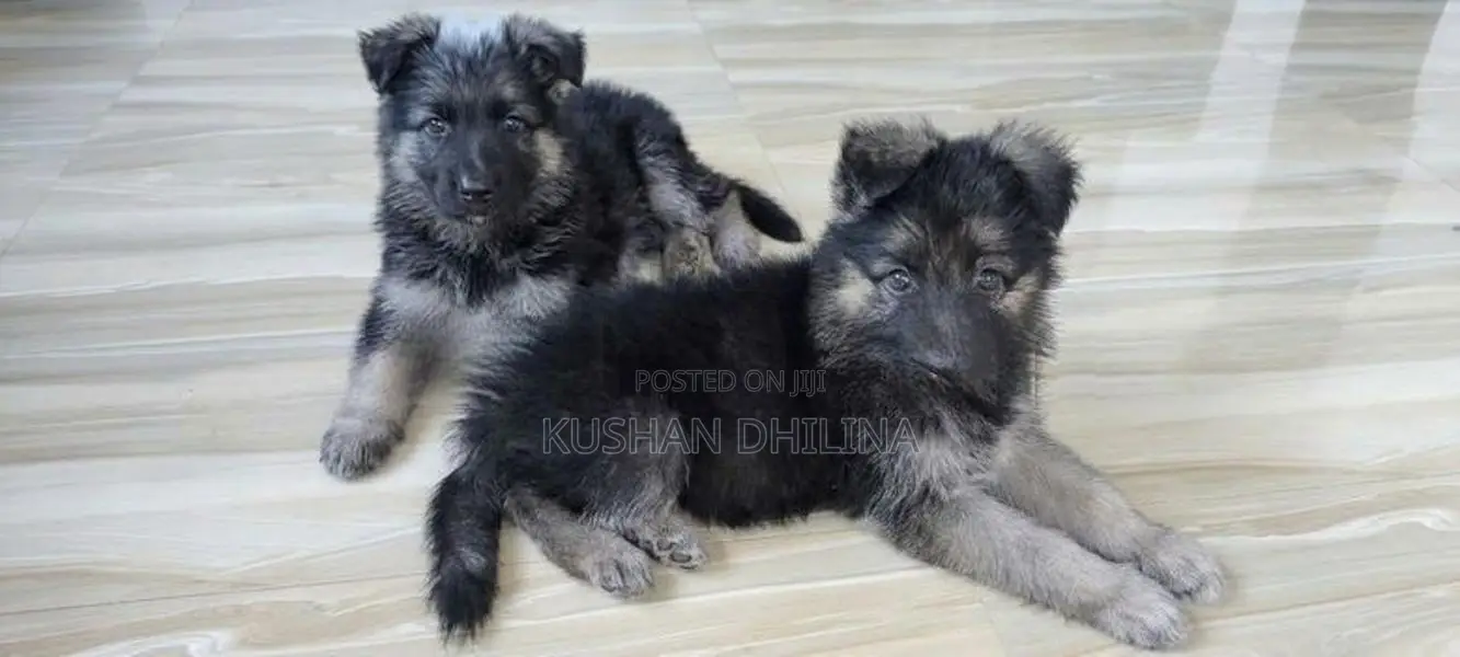 German Shepherd Puppy