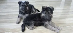 German Shepherd Puppy