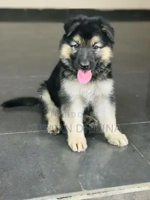 German Shepherd Puppy