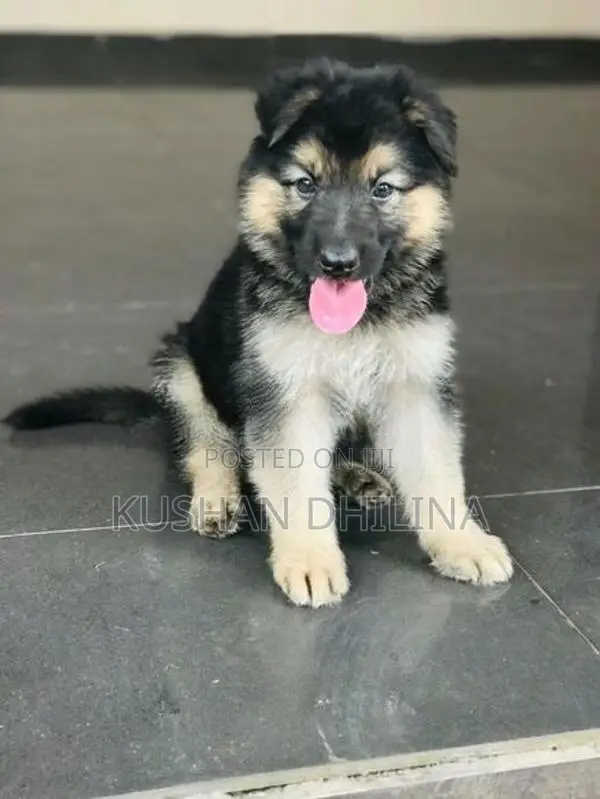 German Shepherd Puppy