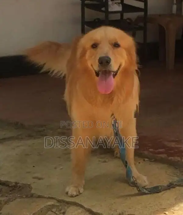 Golden Retriever Male Dog