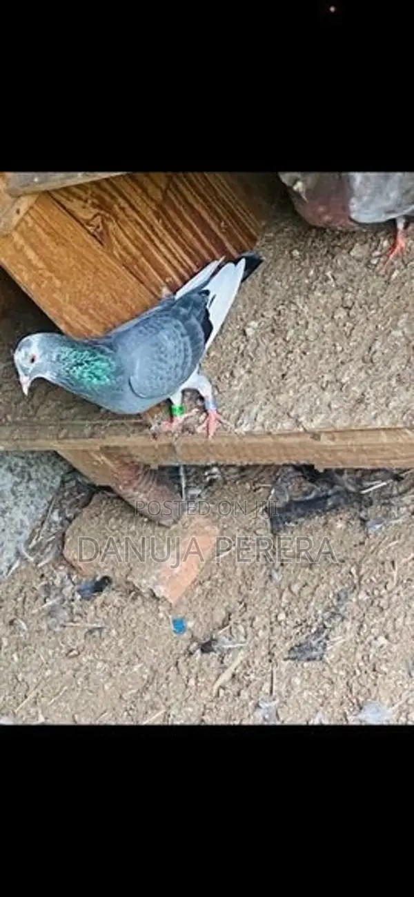 Pigeon