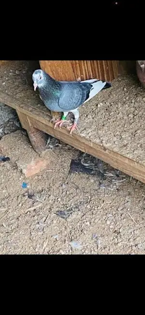 Pigeon