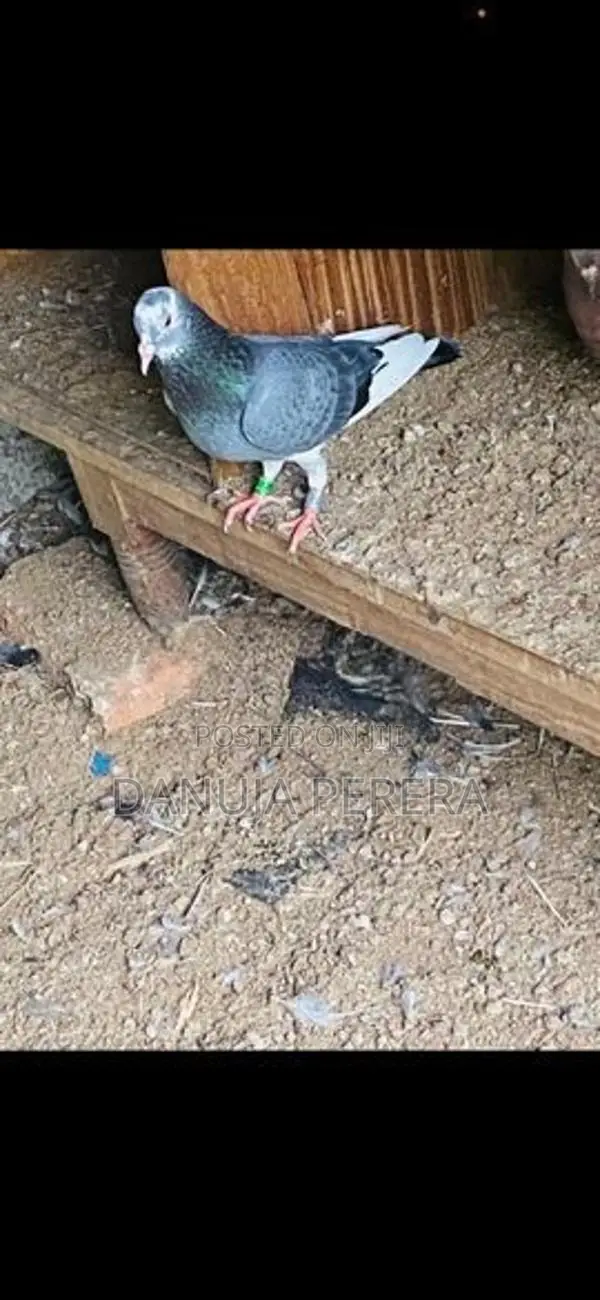 Pigeon