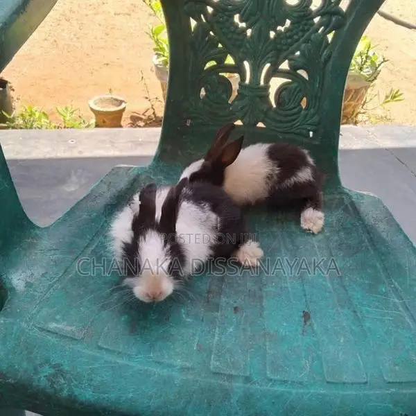 හා පැටවුන්