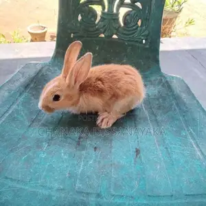 හා පැටවුන්