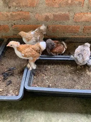 Cochin Bantam Chicks