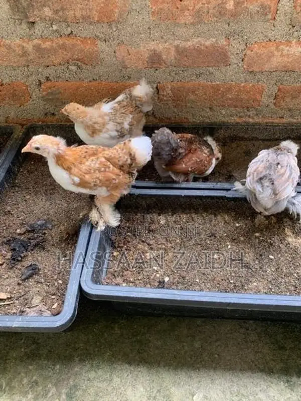 Cochin Bantam Chicks