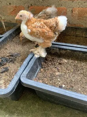 Cochin Bantam Chicks