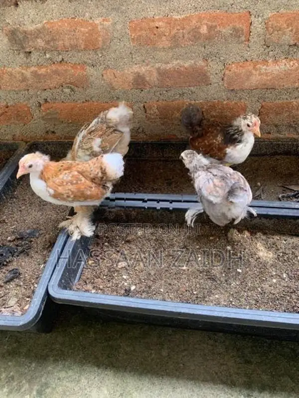 Cochin Bantam Chicks