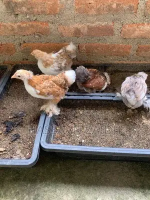 Cochin Bantam Chicks