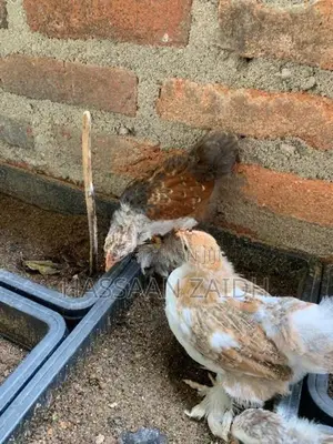 Cochin Bantam Chicks