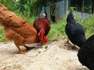 ගම් කිකිළියන්