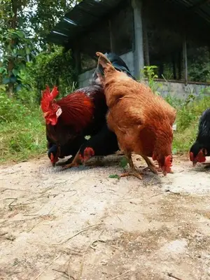 ගම් කිකිළියන්