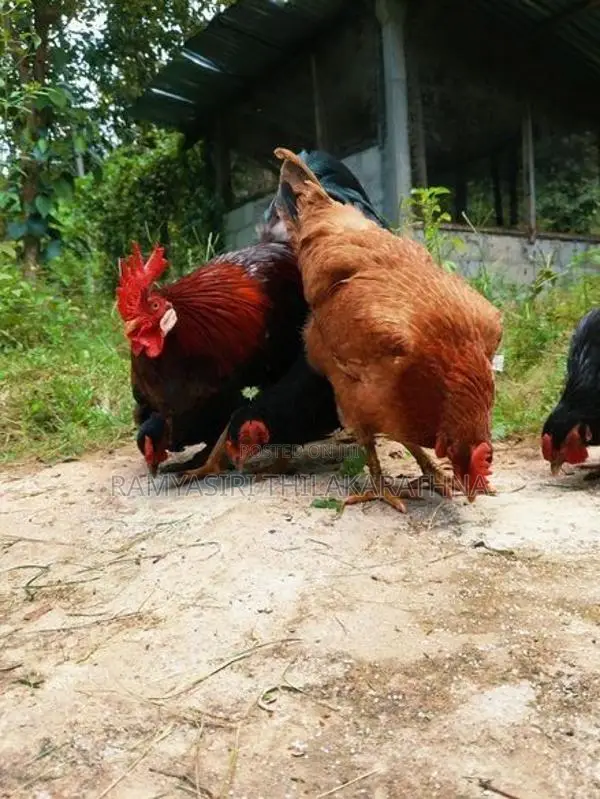 ගම් කිකිළියන්