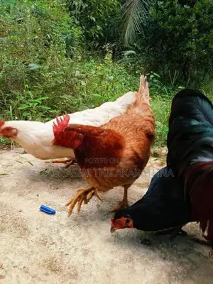 ගම් කිකිළියන්
