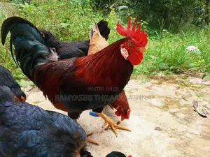 ගම් කිකිළියන්