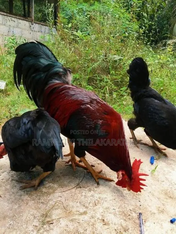 ගම් කිකිළියන්