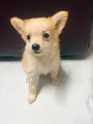 Pomeranian Dog