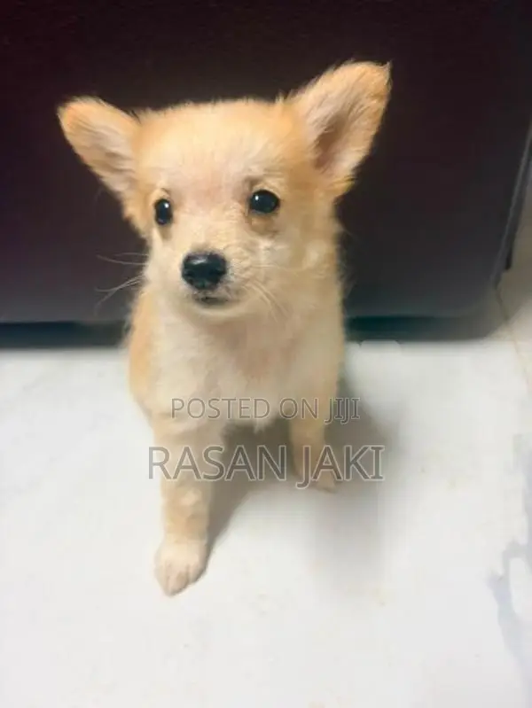 Pomeranian Dog