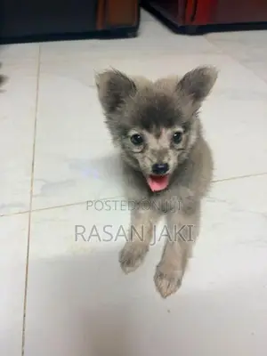 Pomeranian Dog
