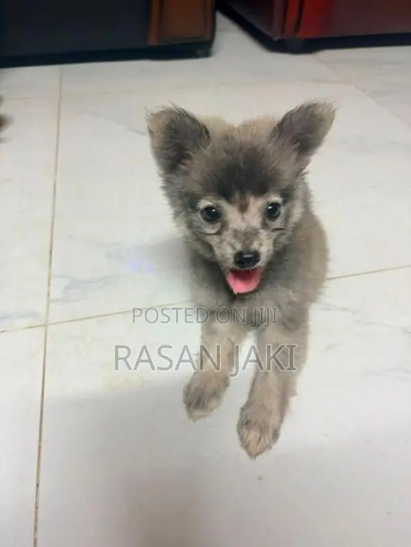 Pomeranian Dog