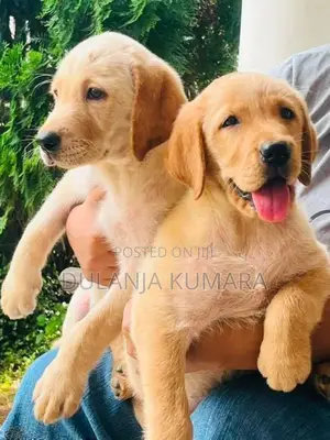 Labrador Retriever Puppies