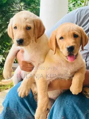 Labrador Retriever Puppies