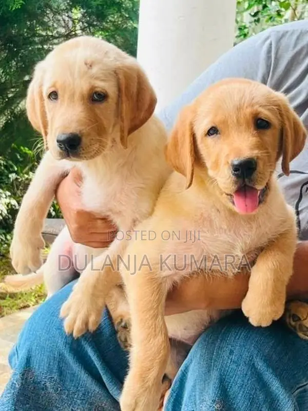 Labrador Retriever Puppies