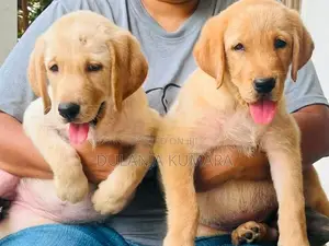Labrador Retriever Puppies