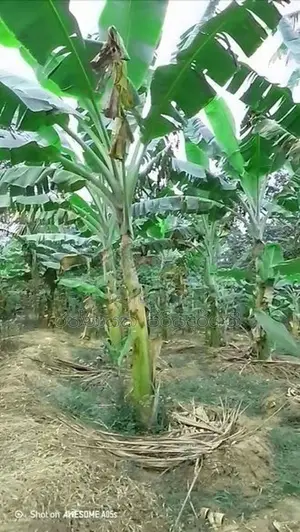 කෝලිකුට්ටු පැල
