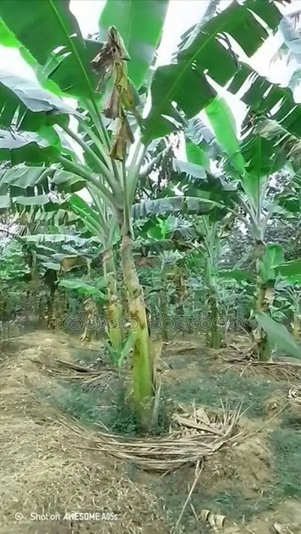 කෝලිකුට්ටු පැල