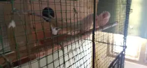 Ring Neck Parrot