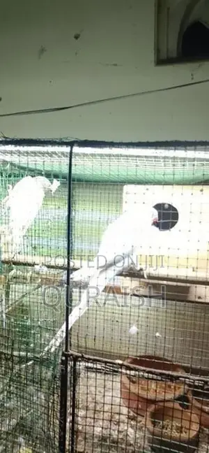 Ring Neck Parrot