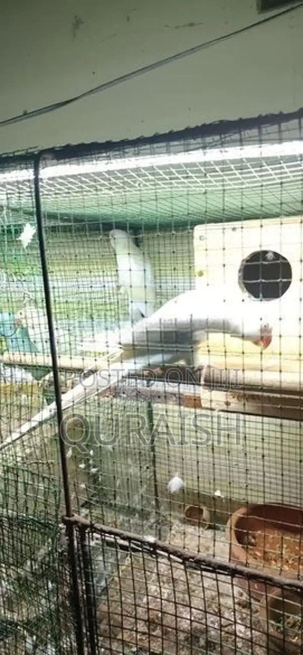 Ring Neck Parrot