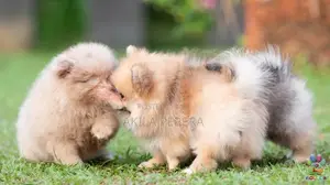 Toy Pomeranian
