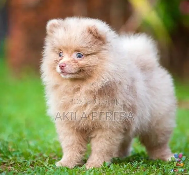 Toy Pomeranian