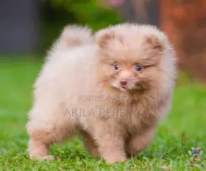 Toy Pomeranian