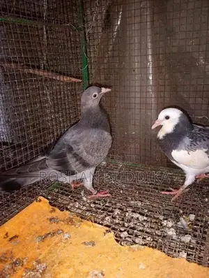 Pigeons