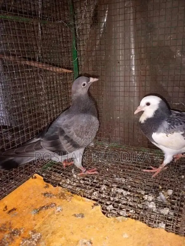 Pigeons