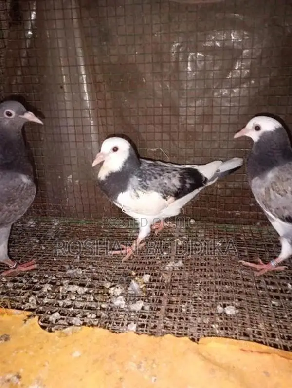 Pigeons
