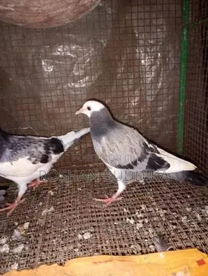 Pigeons