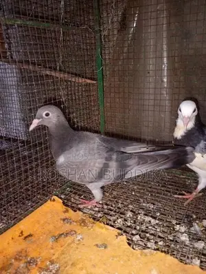Pigeons